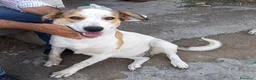 Meticcio cani in regalo: CUCCIOLI ARON E BIRILLO - Annuncio 2