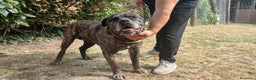 Cane Corso cani in regalo: MAMBO SEI VECCHIO NON SERVI PIU', IN ADOZIONE - Annuncio 4