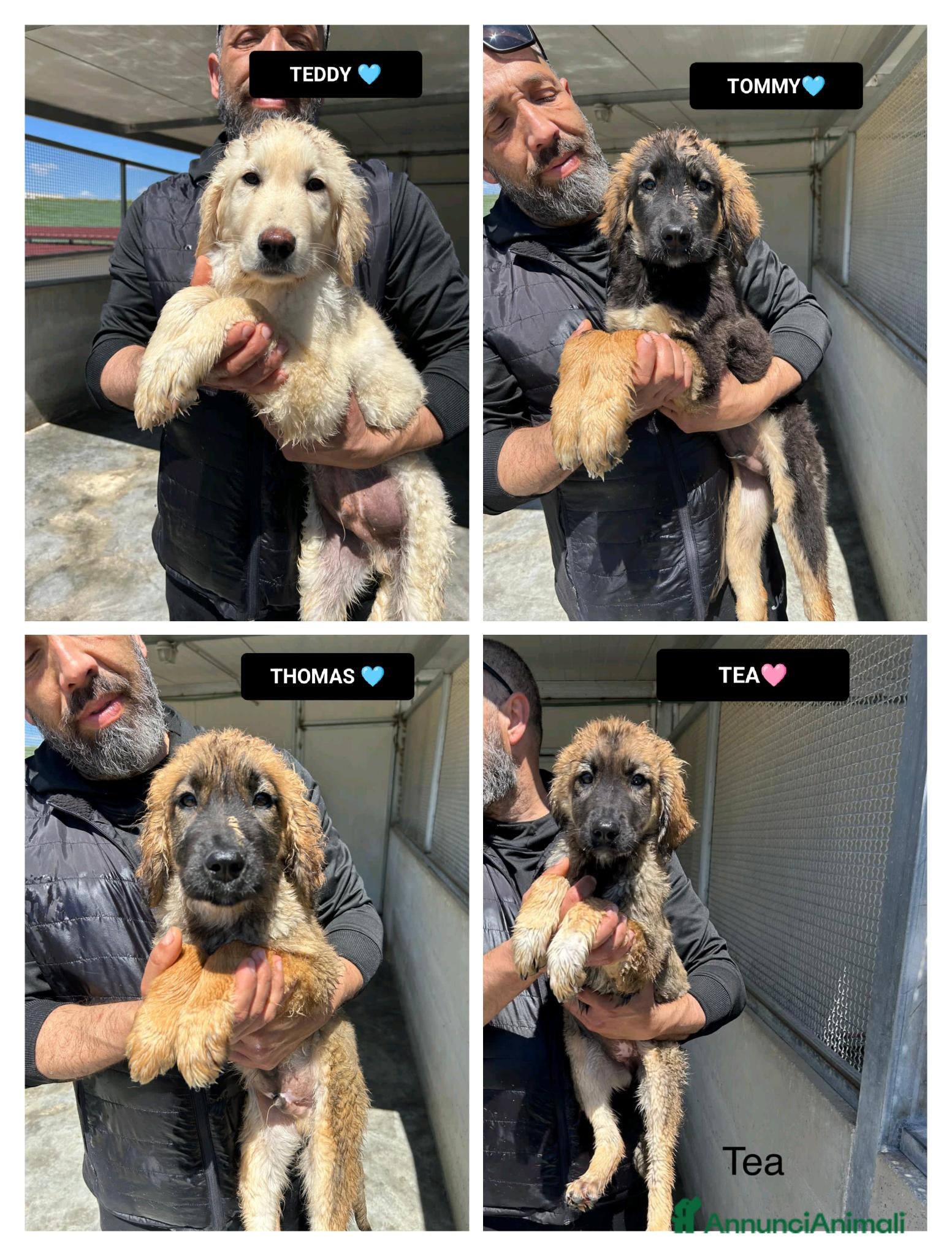 Meticcio cani TEDDY, TOMMY, THOMAS E TEA, - Annuncio 32
