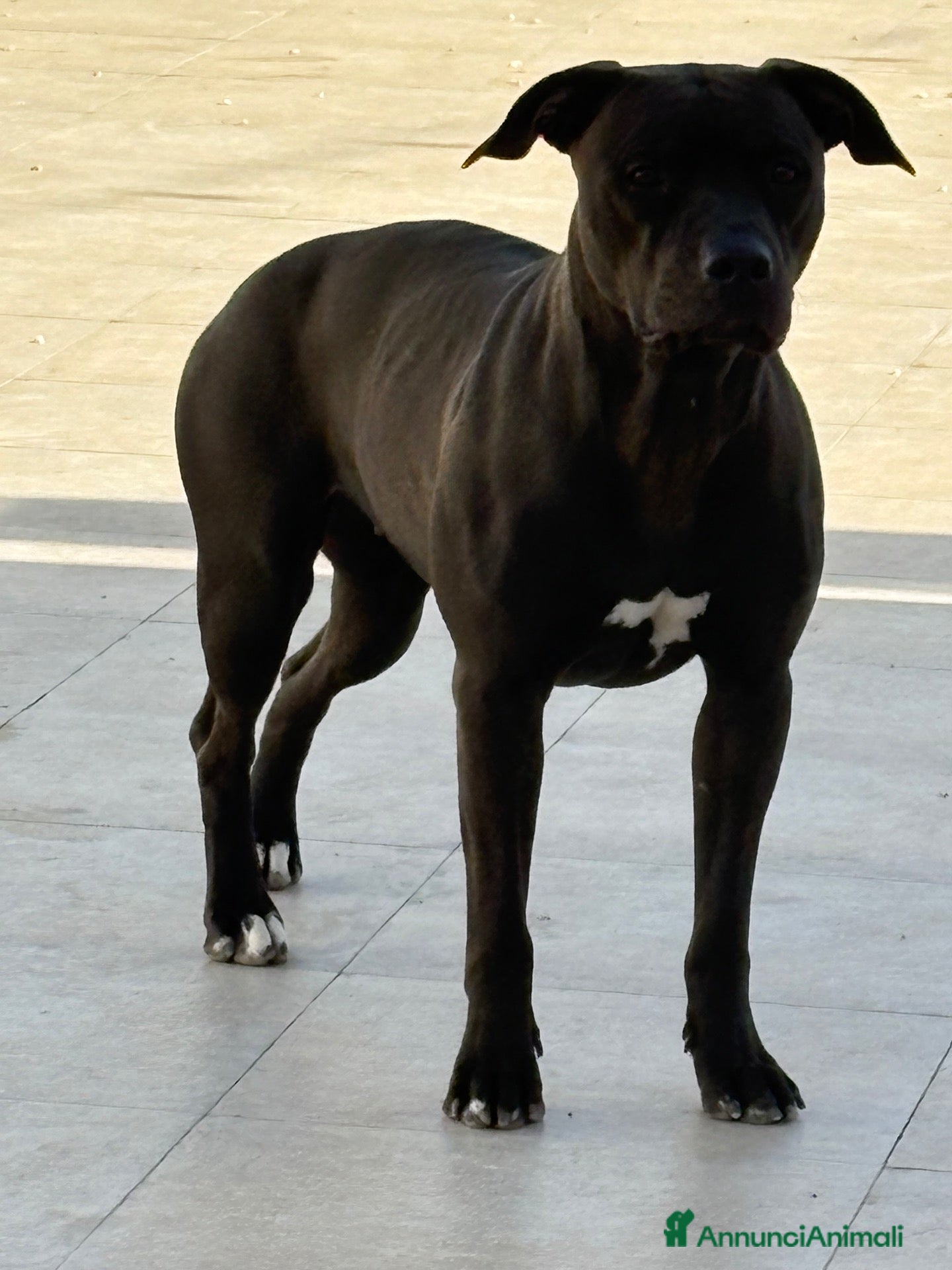 Pitbull cani American pitbull terrier - Annuncio 32