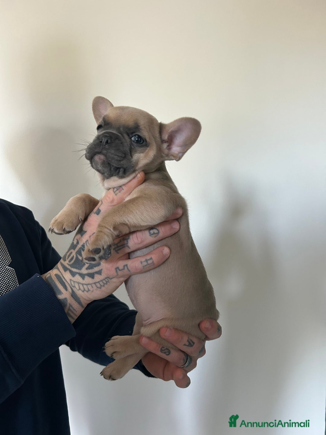 Bulldog Francese cani in vendita: Cuccioli di bulldog  - Annuncio 15