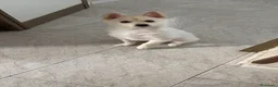Meticcio cani in vendita: Volpino italiano - Annuncio 3