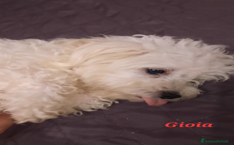 Maltese cani - Annuncio 6