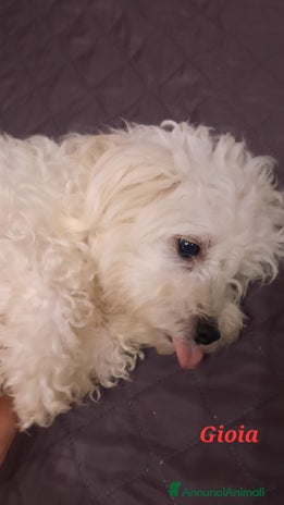 Maltese cani - Annuncio 6