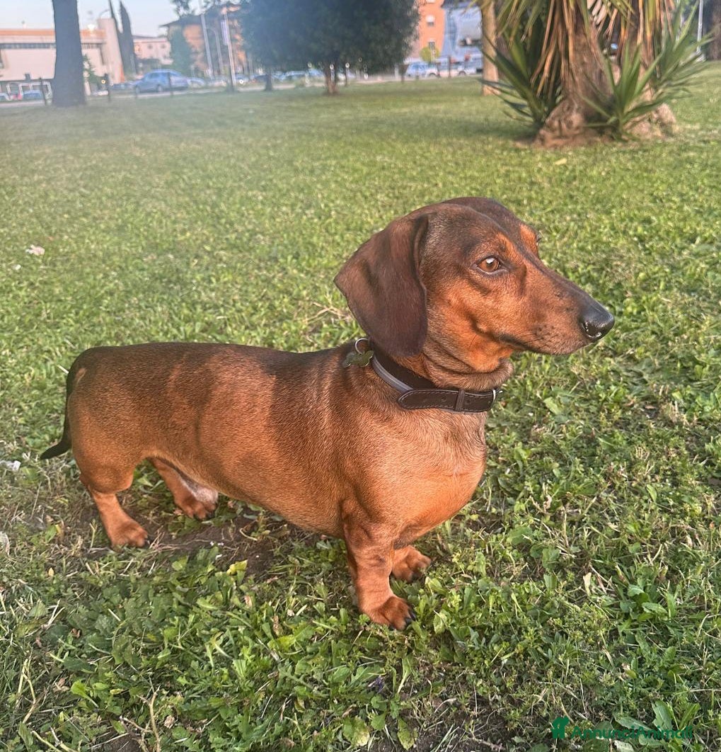 Bassotto cani Bassotto arlecchino cerca fidanzata - Annuncio 1