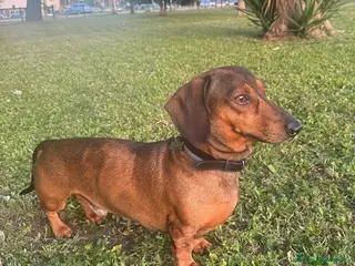 Bassotto cani Bassotto arlecchino cerca fidanzata - Annuncio 1