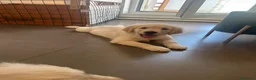 Golden Retriever cani in vendita: Cuccioli di Golden Retrivier  - Annuncio 4