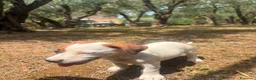 Jack Russell cani in vendita: Cucciola femmina jack Russell pedegree - Annuncio 7