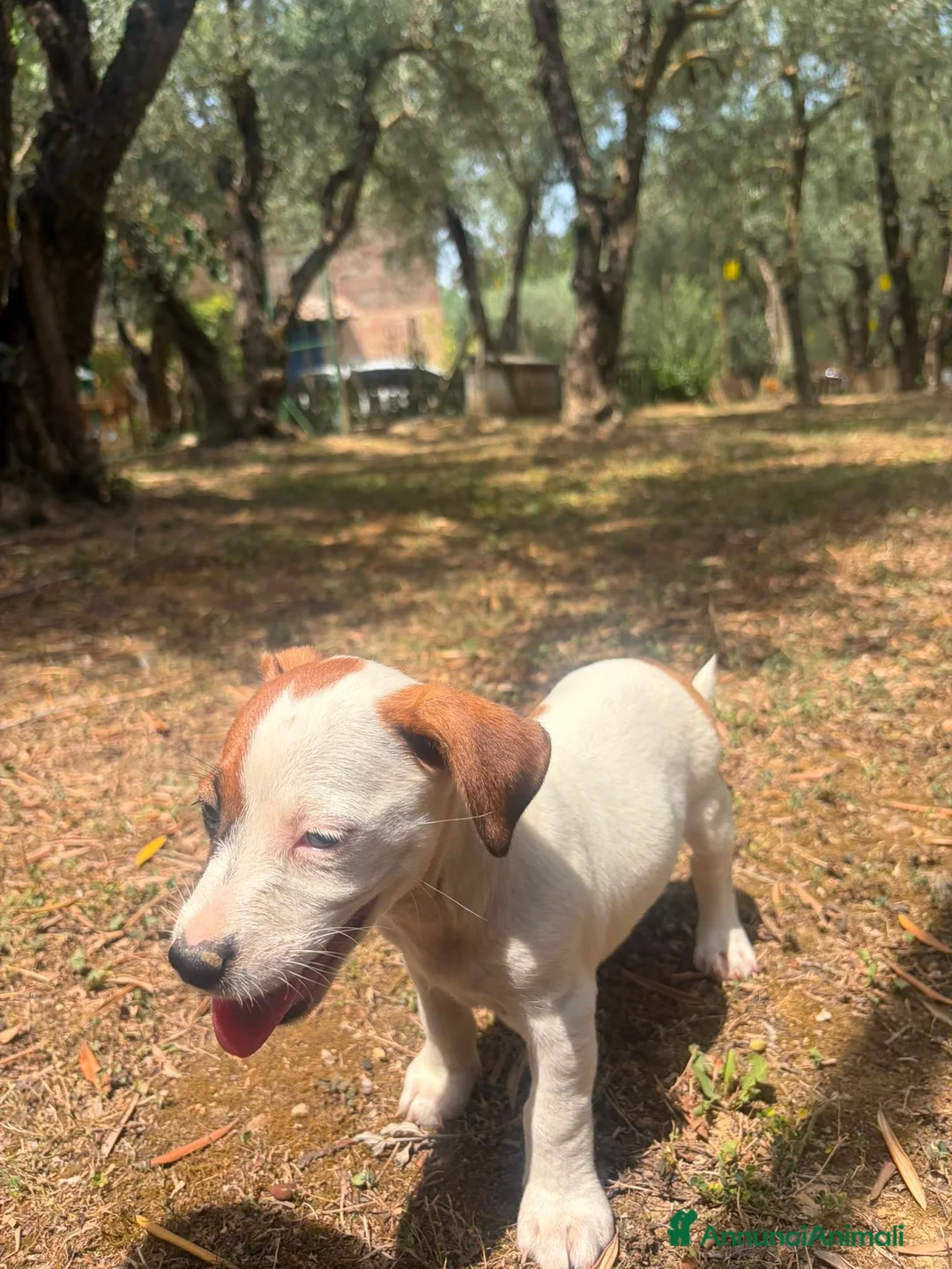 Jack Russell cani in vendita: Cucciola femmina jack Russell pedegree - Annuncio 7