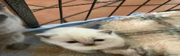 Scottish gatti in vendita: scottish gattini - Annuncio 3