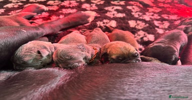 Cane Corso cani Cane corso - Annuncio 4