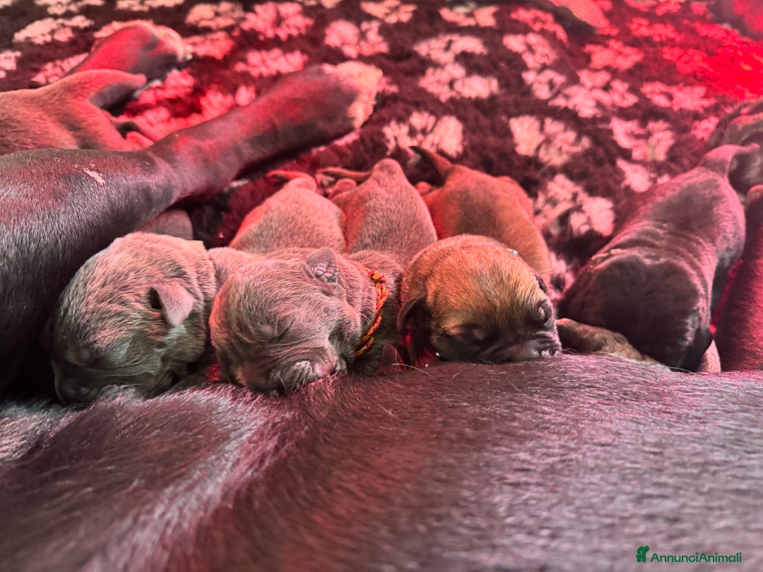 Cane Corso cani in vendita: Cane corso - Annuncio 3