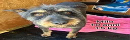 Meticcio cani in regalo: Cani di taglia piccola e contenuta  a Provincia di Pistoia - Annuncio 5