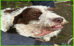 Lagotto cani in regalo: URGENTISSIMO! FORLI' GIOVANE CAGNOLINO CON UNA BRU a Città metropolitana di Milano - Immagine 3
