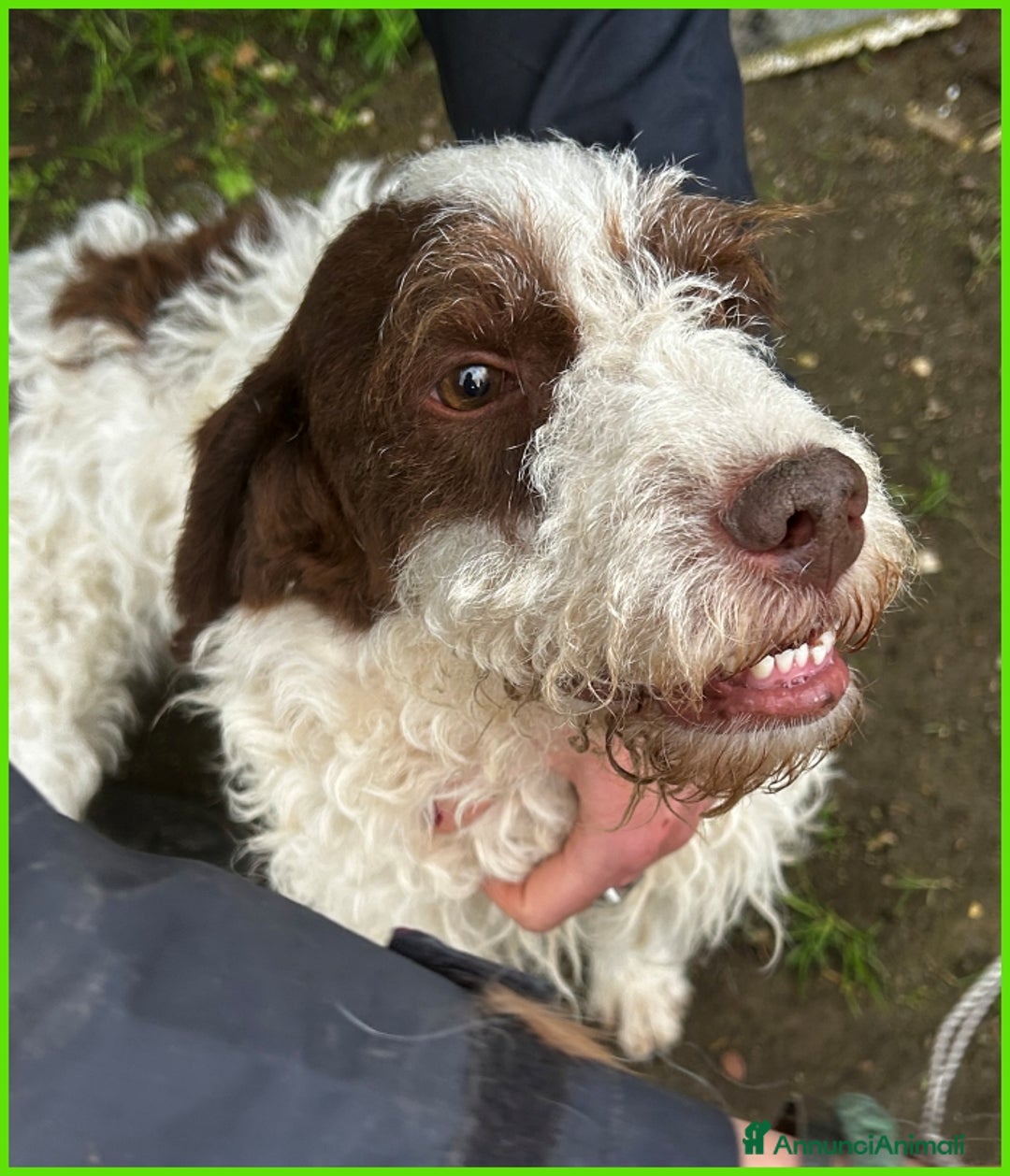 Lagotto cani in regalo: URGENTISSIMO! FORLI' GIOVANE CAGNOLINO CON UNA BRU a Città metropolitana di Milano - Immagine 3