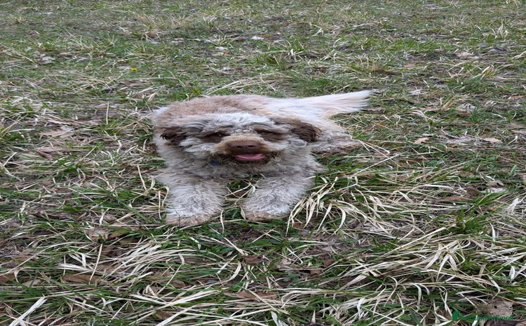 Lagotto cani a Provincia di Forlì-Cesena - Annuncio 12