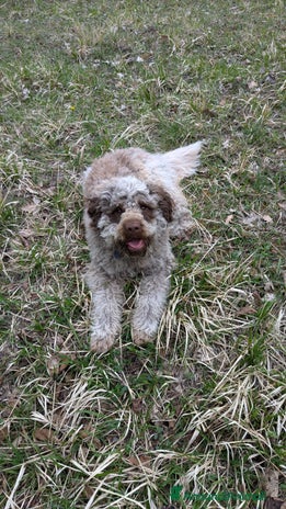 Lagotto cani a Provincia di Forlì-Cesena - Annuncio 6