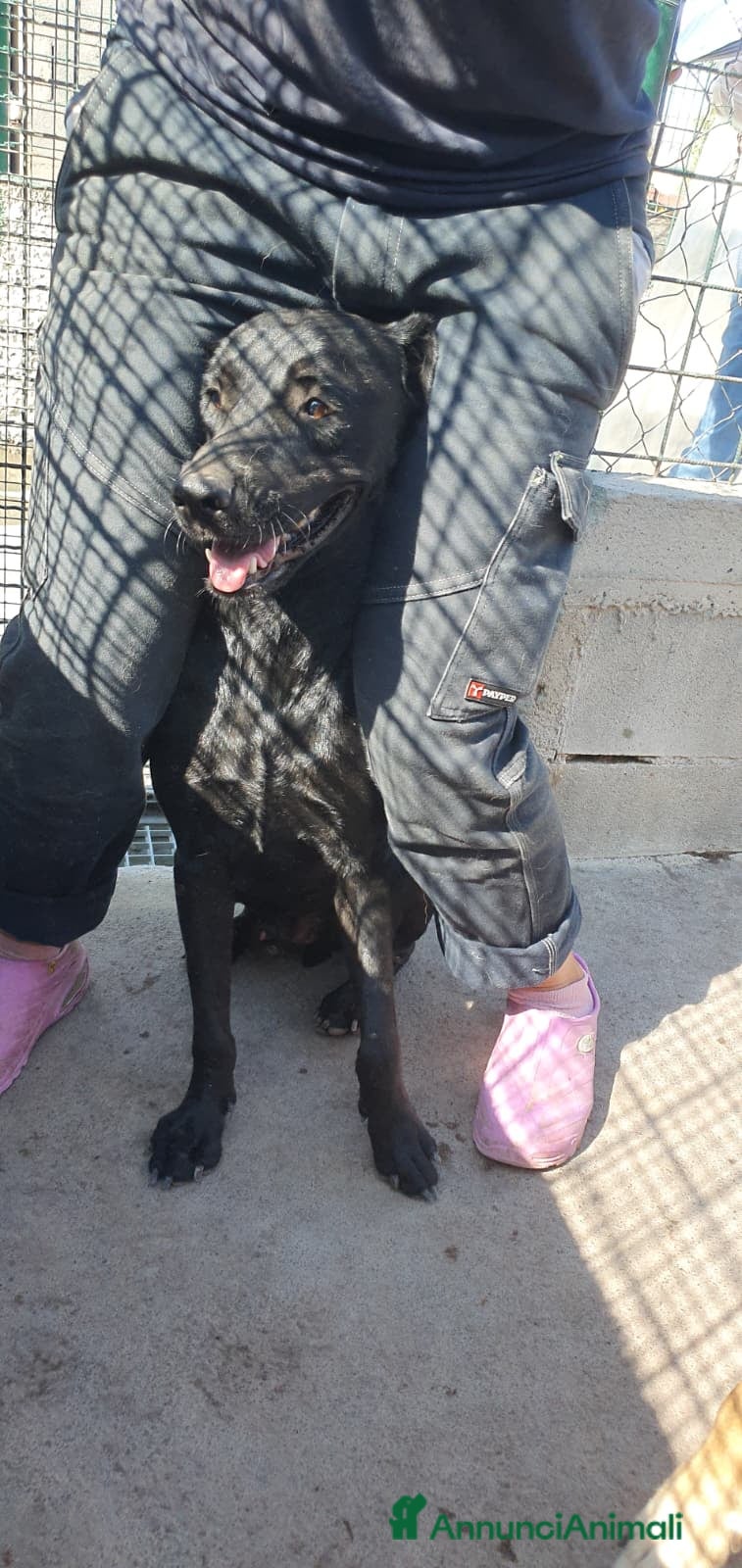 Labrador cani Black, Mini Labrador in Canile - Annuncio 2