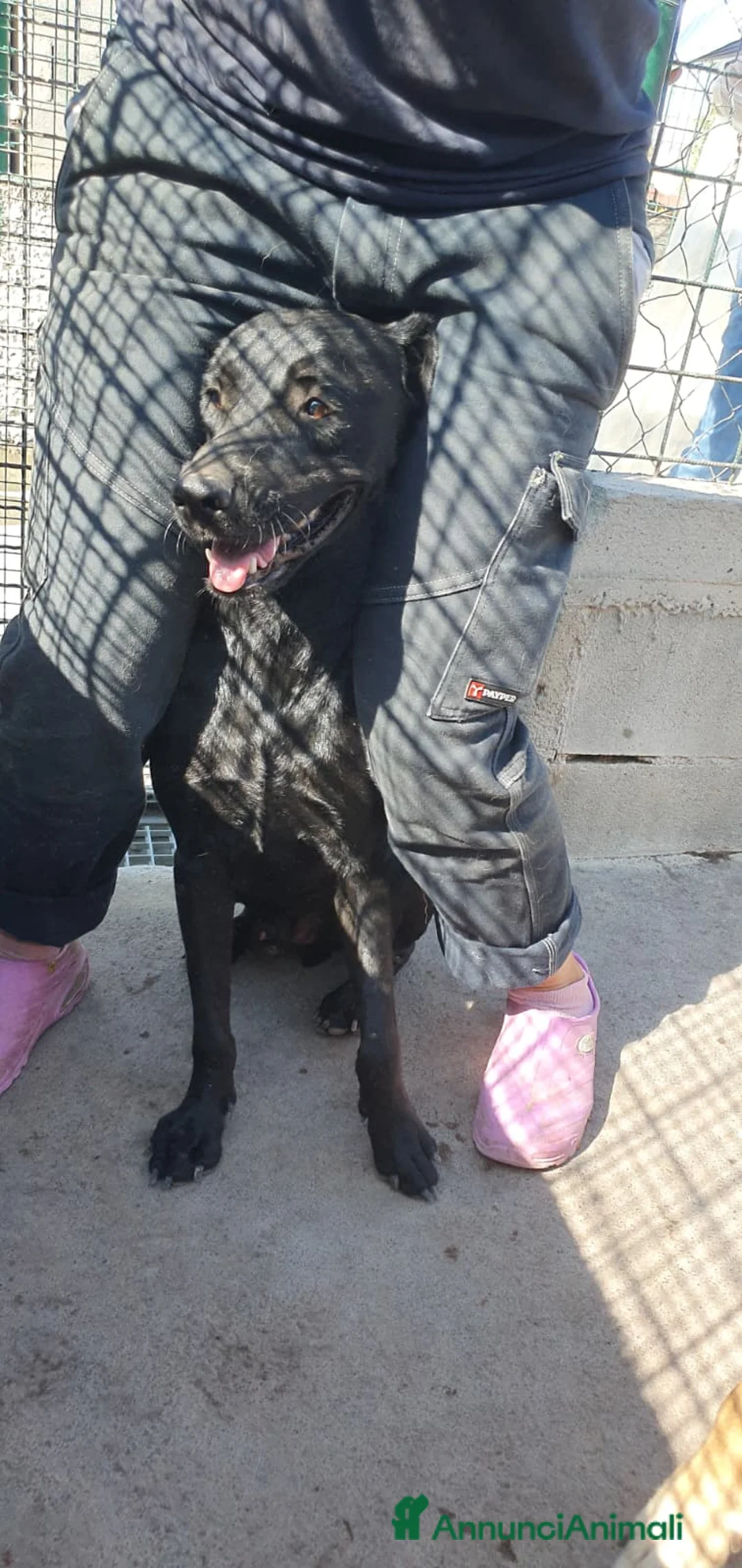 Labrador cani in regalo: Black, Mini Labrador in Canile - Annuncio 1