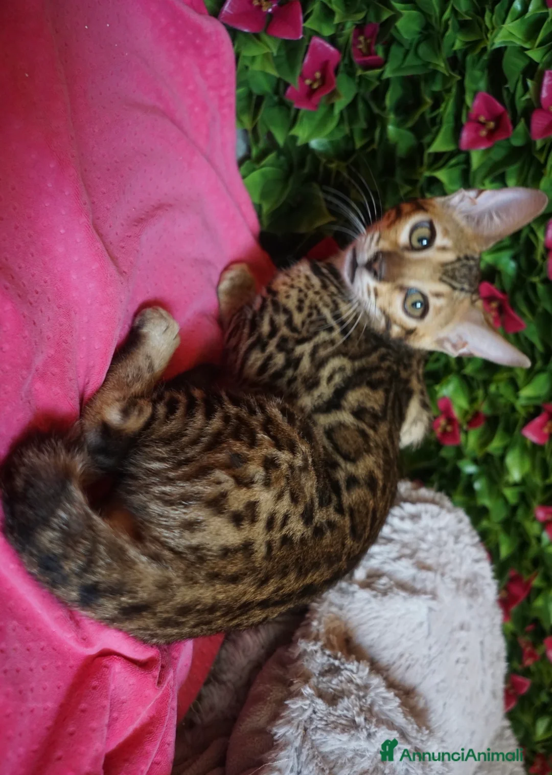 Bengala gatti in vendita: Cucciolo bengala brown spotted tabby  - Annuncio 5