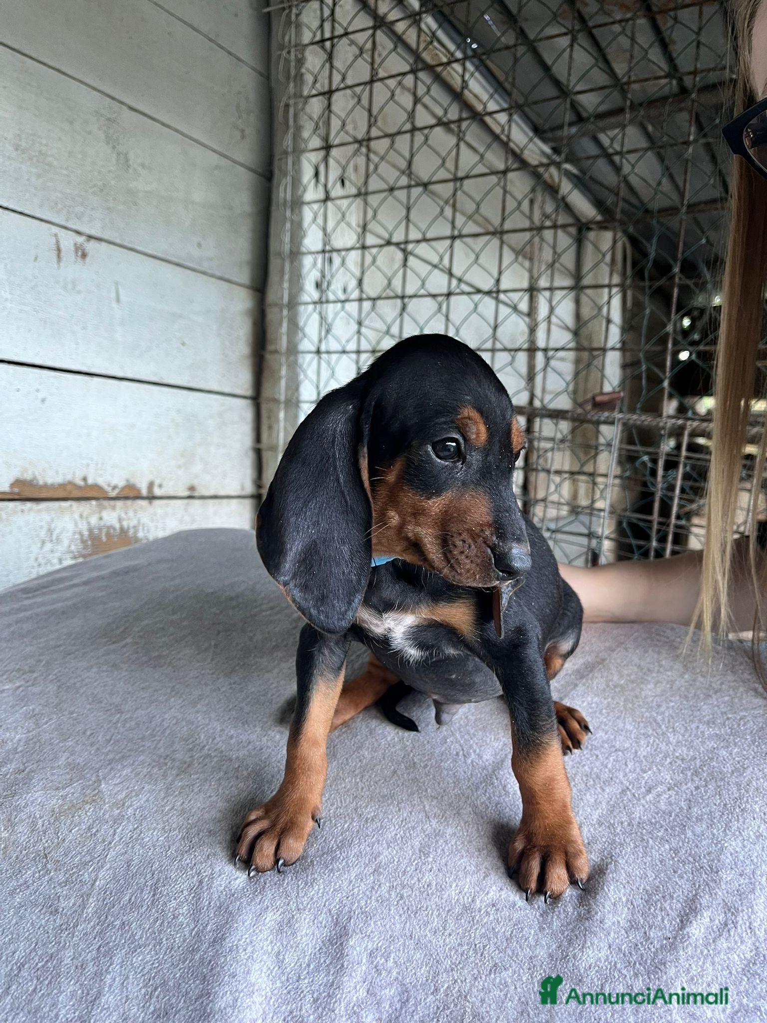 Segugio cani segugio italiano  - Annuncio 1