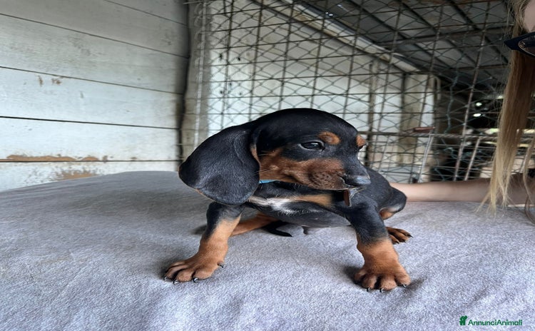 Segugio cani segugio italiano  - Annuncio 1