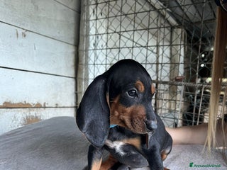 Segugio cani segugio italiano - Annuncio 11