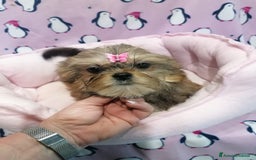 Meticcio cani in vendita: Shorkie cuccioli - Yorkshire e Shih Tzu a Province of Rovigo - Immagine 8