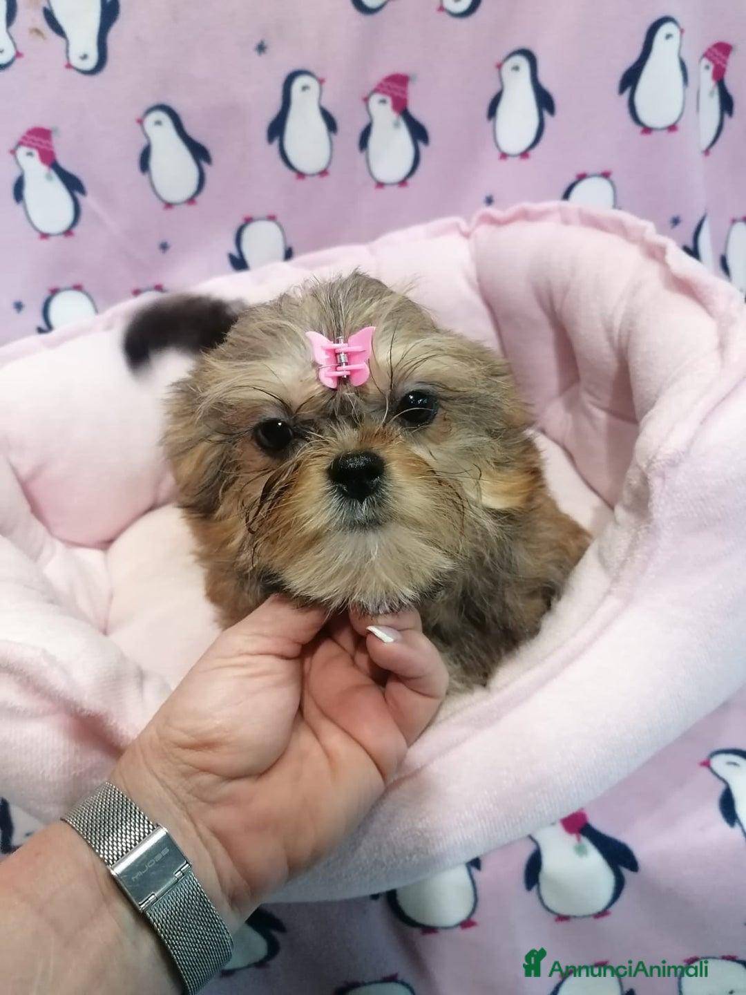 Meticcio cani in vendita: Shorkie cuccioli - Yorkshire e Shih Tzu a Province of Rovigo - Immagine 8