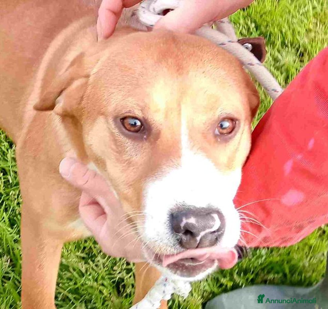 Meticcio cani in regalo: Cucciola Darling di nome e di fatto a Provincia di Latina - Annuncio 2