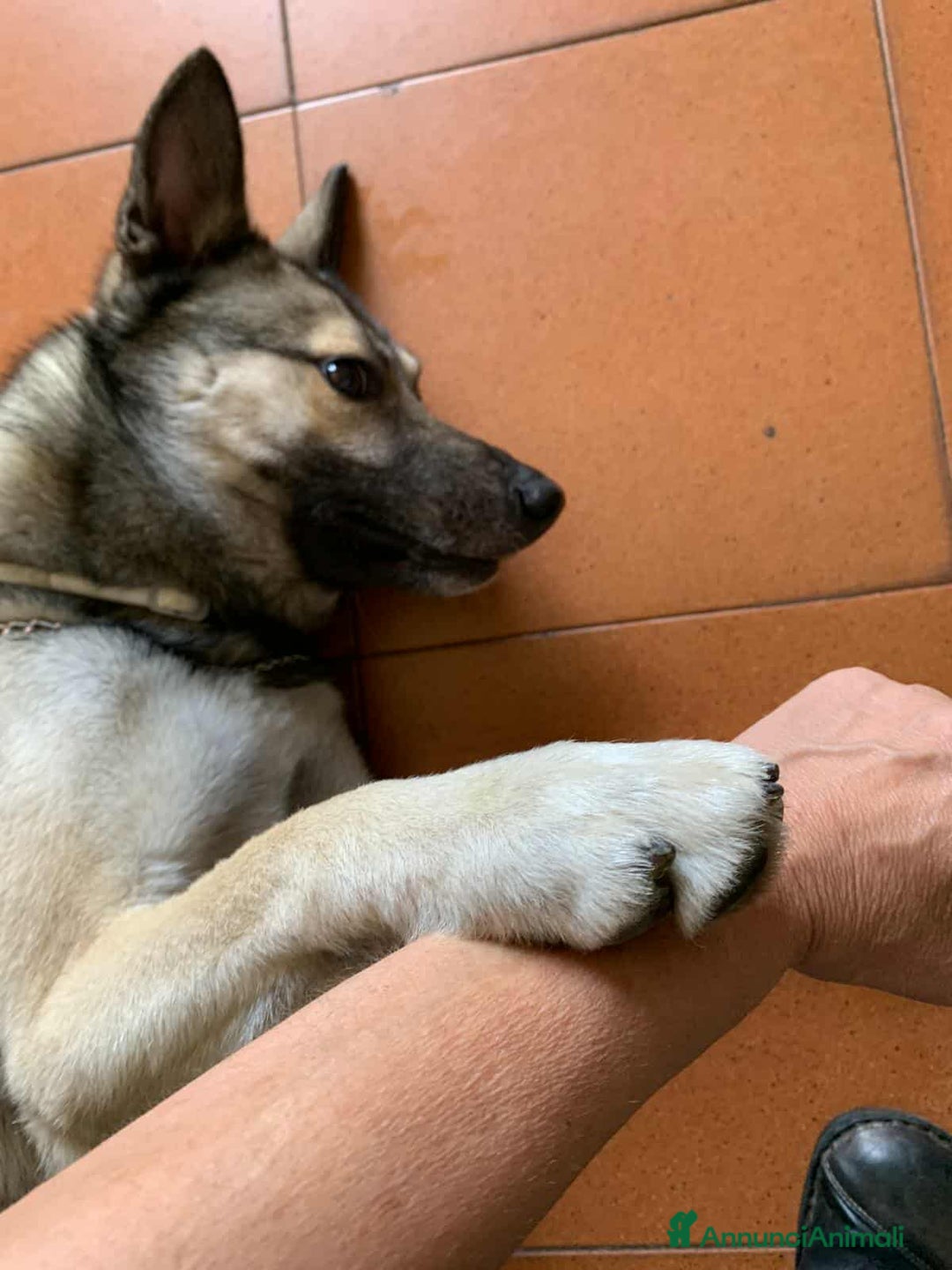 Husky cani in regalo: LUPO, piccolo mix HUSKY cerca famiglia. a Città Metropolitana di Firenze - Immagine 5