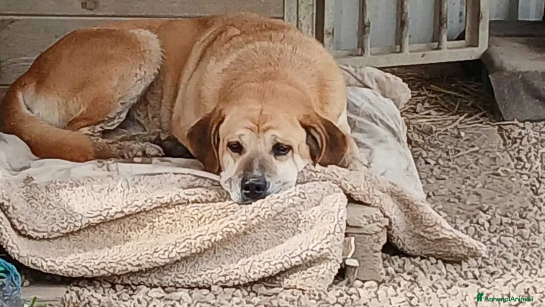 Meticcio cani in regalo: JACK TANTI ANNI IN UN CANILE DEL SUD, IN ADOZIONE - Annuncio 4