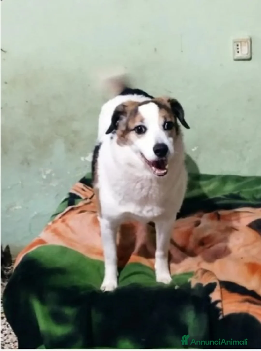 Meticcio cani in regalo: Ambra 5anni salita 2anni fa e mollata.MANTOVA URGE a Città metropolitana di Milano - Annuncio 2