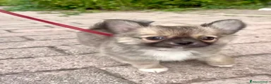 Chihuahua 1