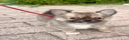 Chihuahua cani in vendita: Cucciolo Chihuahua pelo lungo wolf sable - Annuncio 9