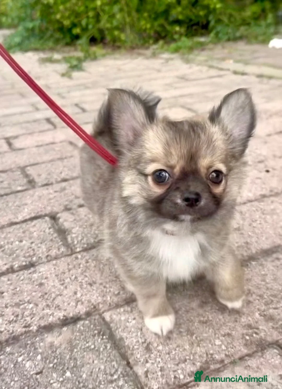 Chihuahua cani in vendita: Cucciolo Chihuahua pelo lungo wolf sable - Annuncio 9