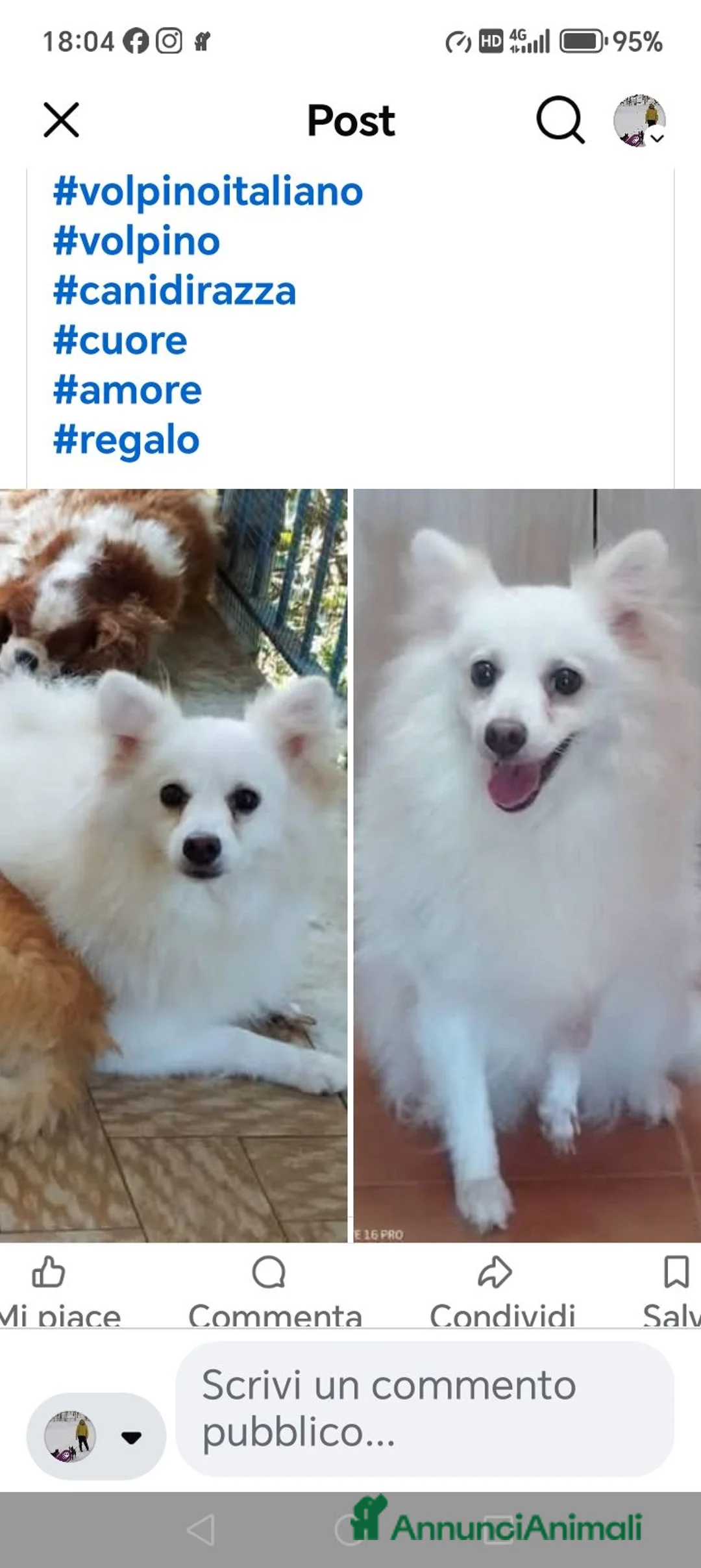 Volpino Italiano cani in regalo: In adozione 4 anni volpina italiana  - Annuncio 2