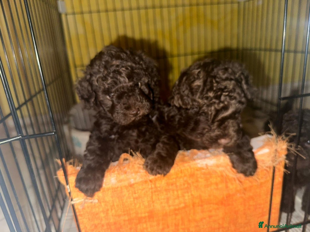 Barboncino Toy cani per accoppiamento: Riproduttore  - Annuncio 3