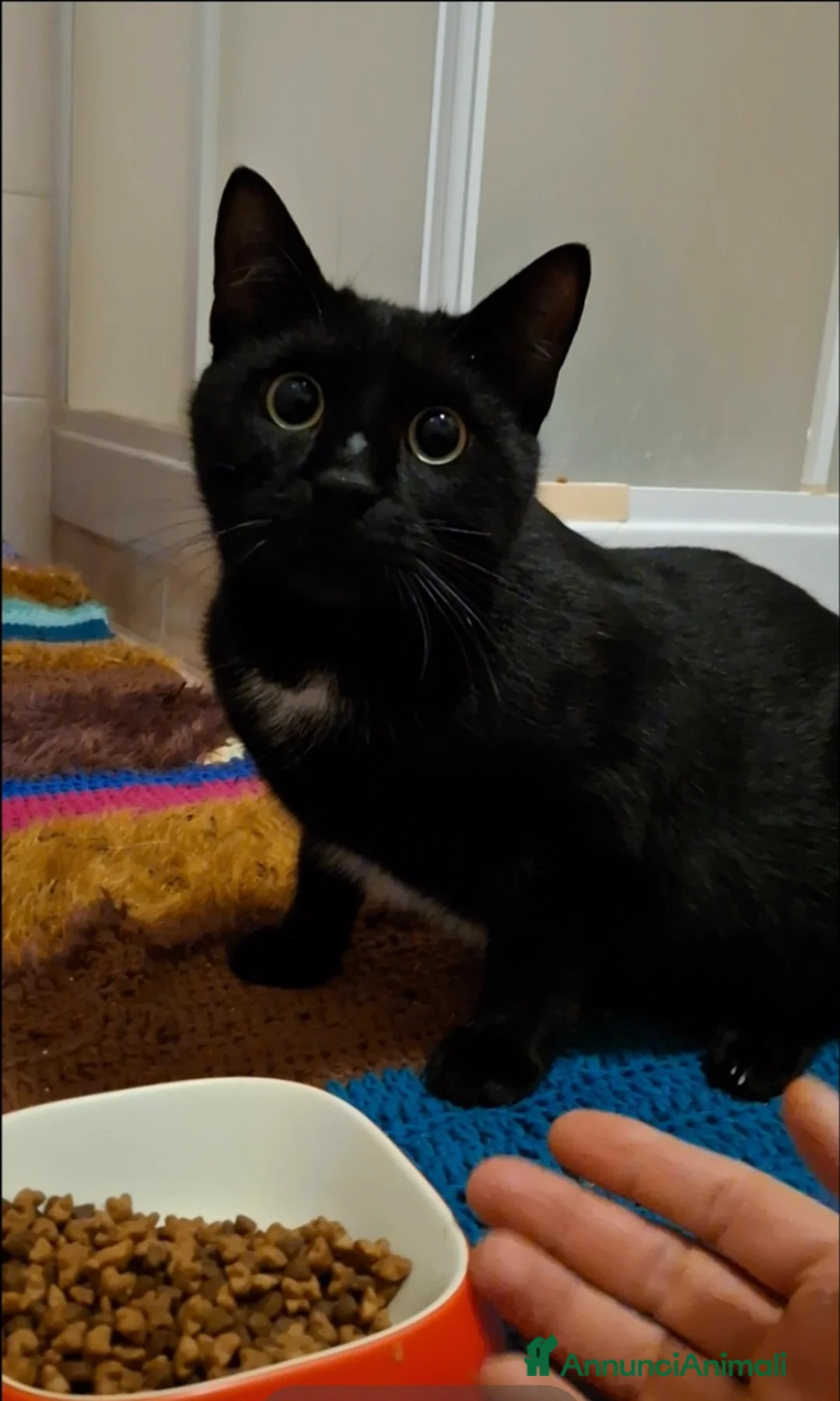 Europeo gatti in regalo: Piccolo 🐈‍⬛Salem attende la sua famiglia 💙 - Annuncio 3