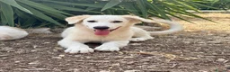 Meticcio cani in regalo: Alex e Franz - Annuncio 7