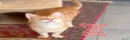 Altre razze gatti in regalo: GATTINI ESCLUSI E SOLI a Città Metropolitana di Genova - Annuncio 9