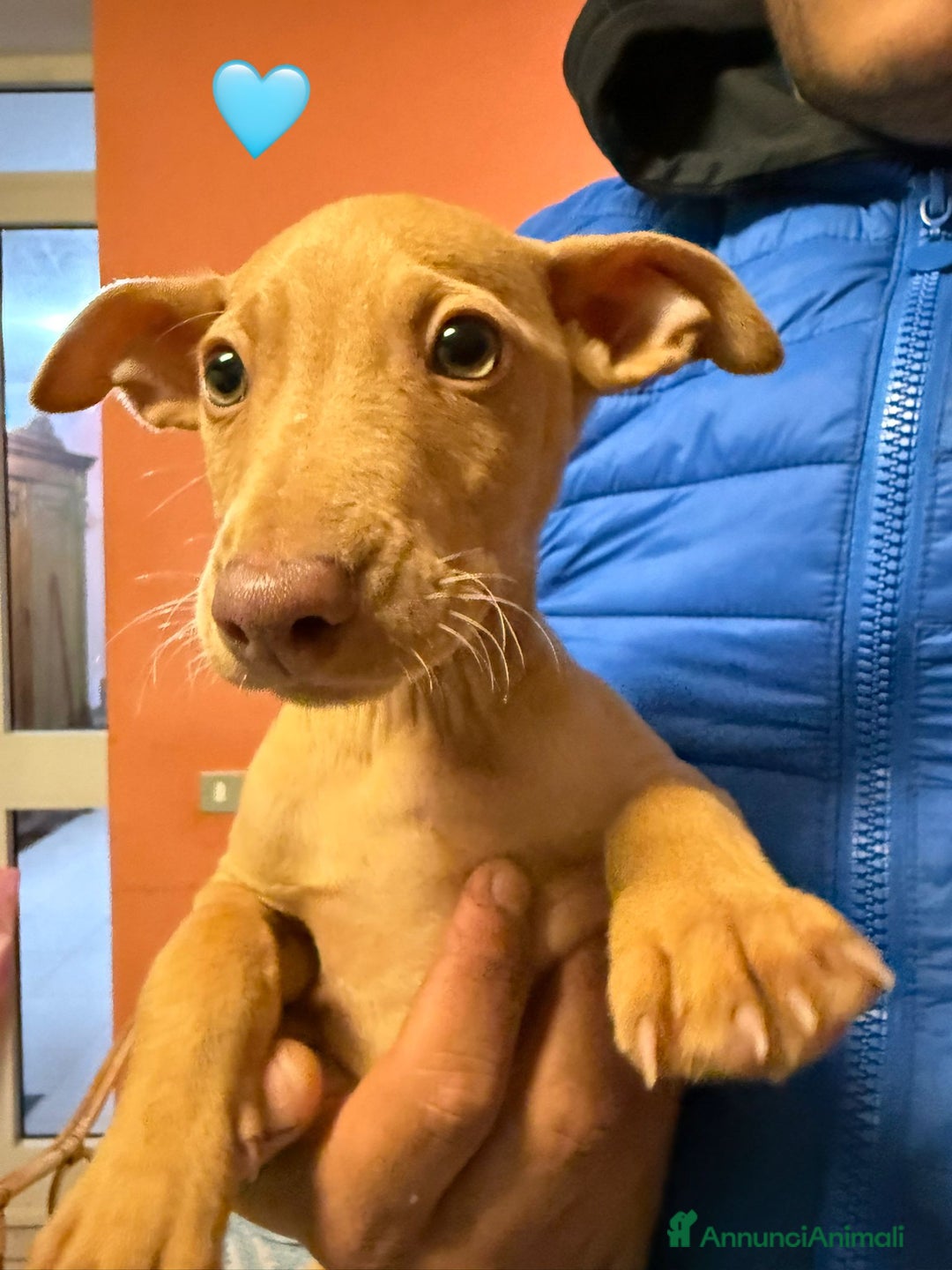Cirneco dell'Etna cani in vendita: Cirneco dell' etna  - Annuncio 3
