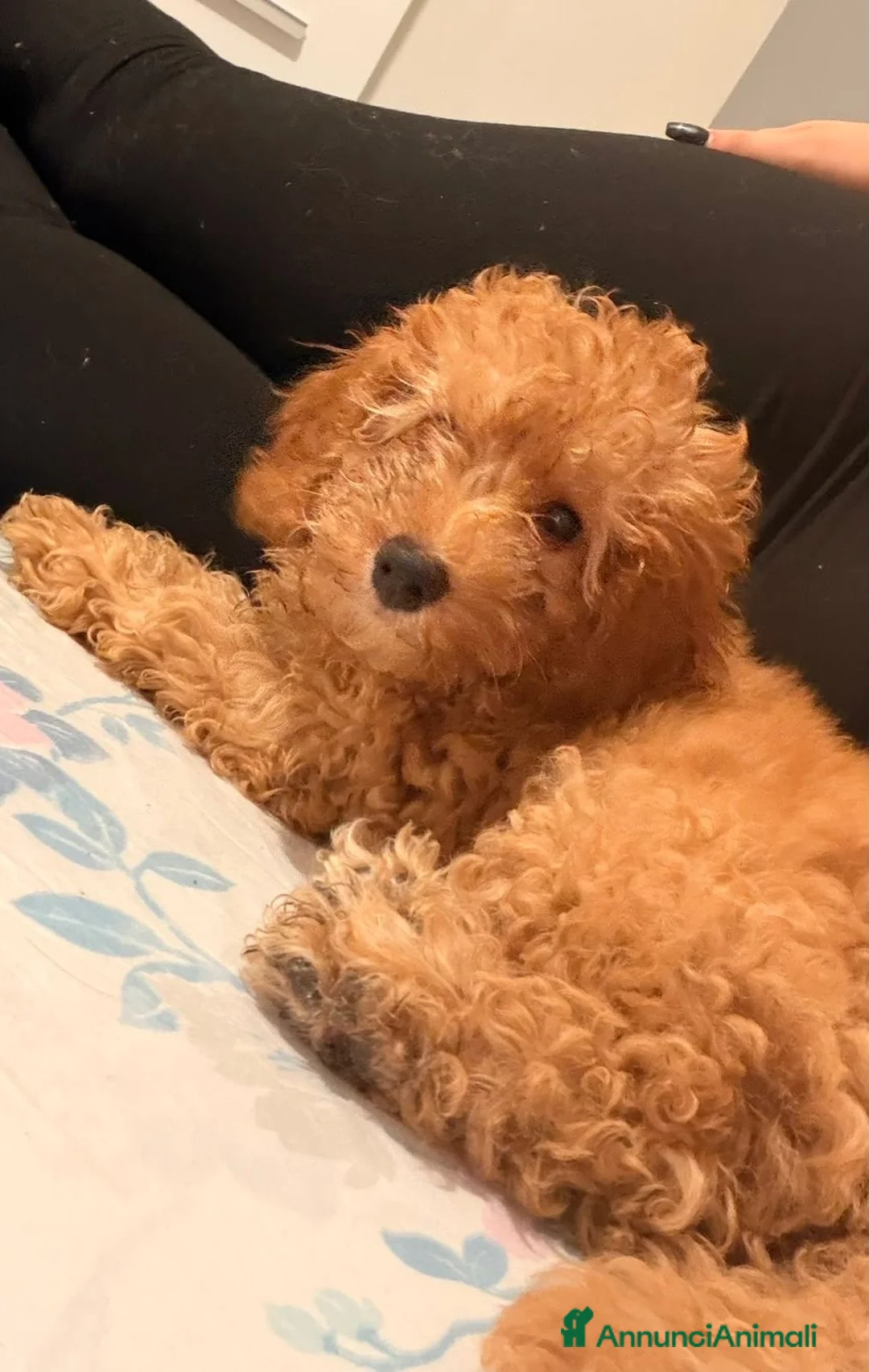 Barboncino cani in vendita: Vendita - Annuncio 3