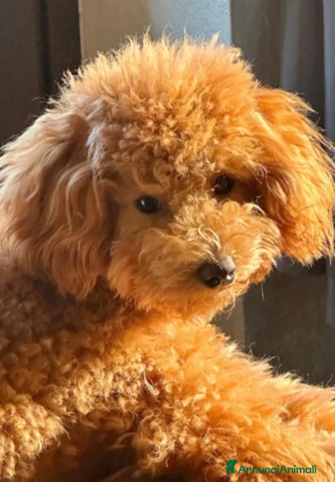 Barboncino Toy cani in vendita: Barboncini toy - Annuncio 5