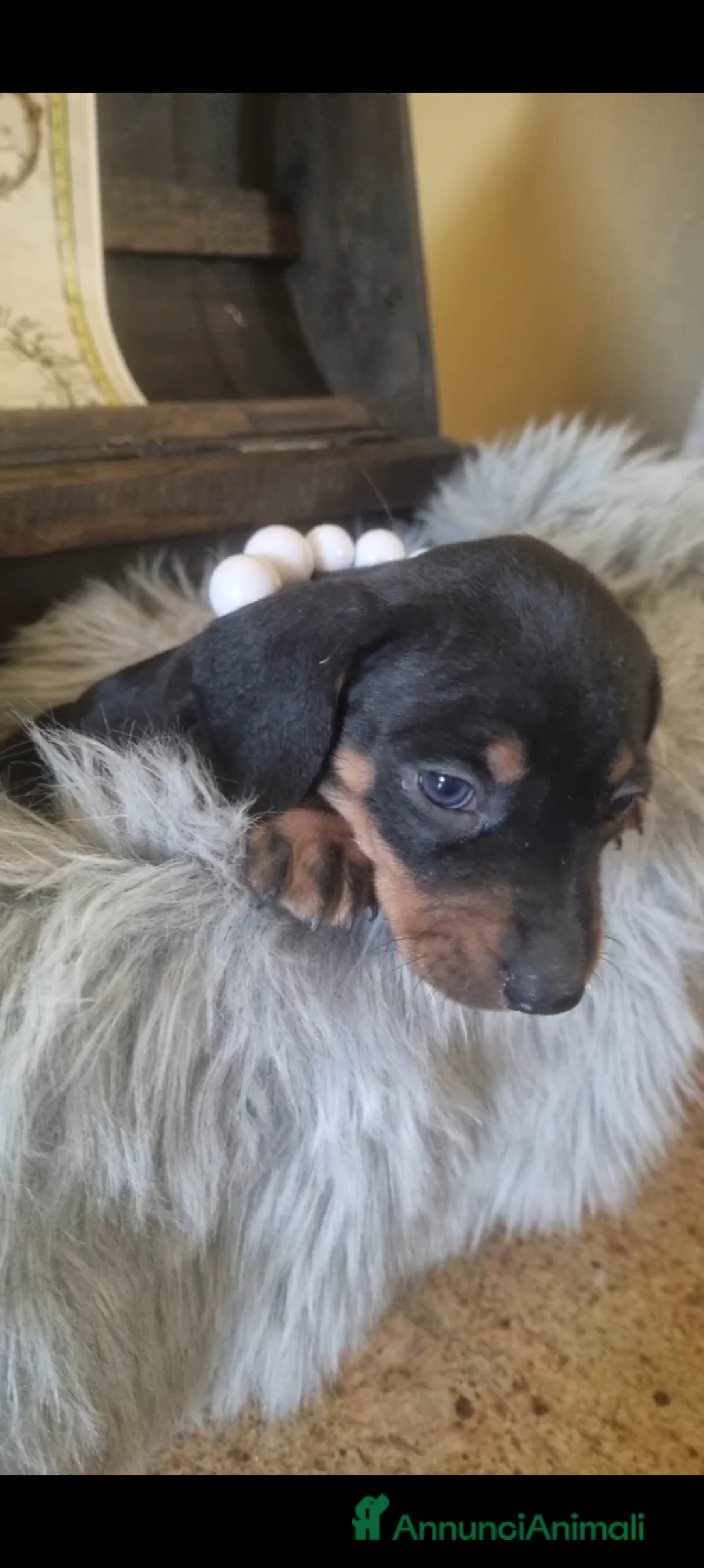 Bassotto cani in vendita: Bassotti nani nero focato arlecchino chocolate  a Provincia di Bergamo - Annuncio 2