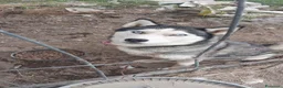 Husky cani in regalo: Alaska, husky giovane!  - Annuncio 2