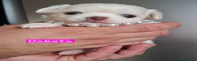 Chihuahua Cucciolo 3