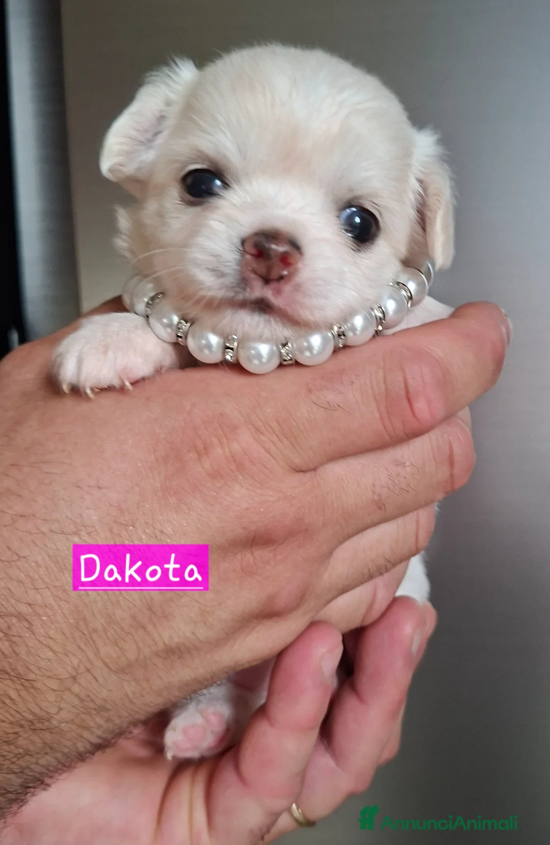 Chihuahua cani in vendita: Chihuahua pelo lungo  - Annuncio 2