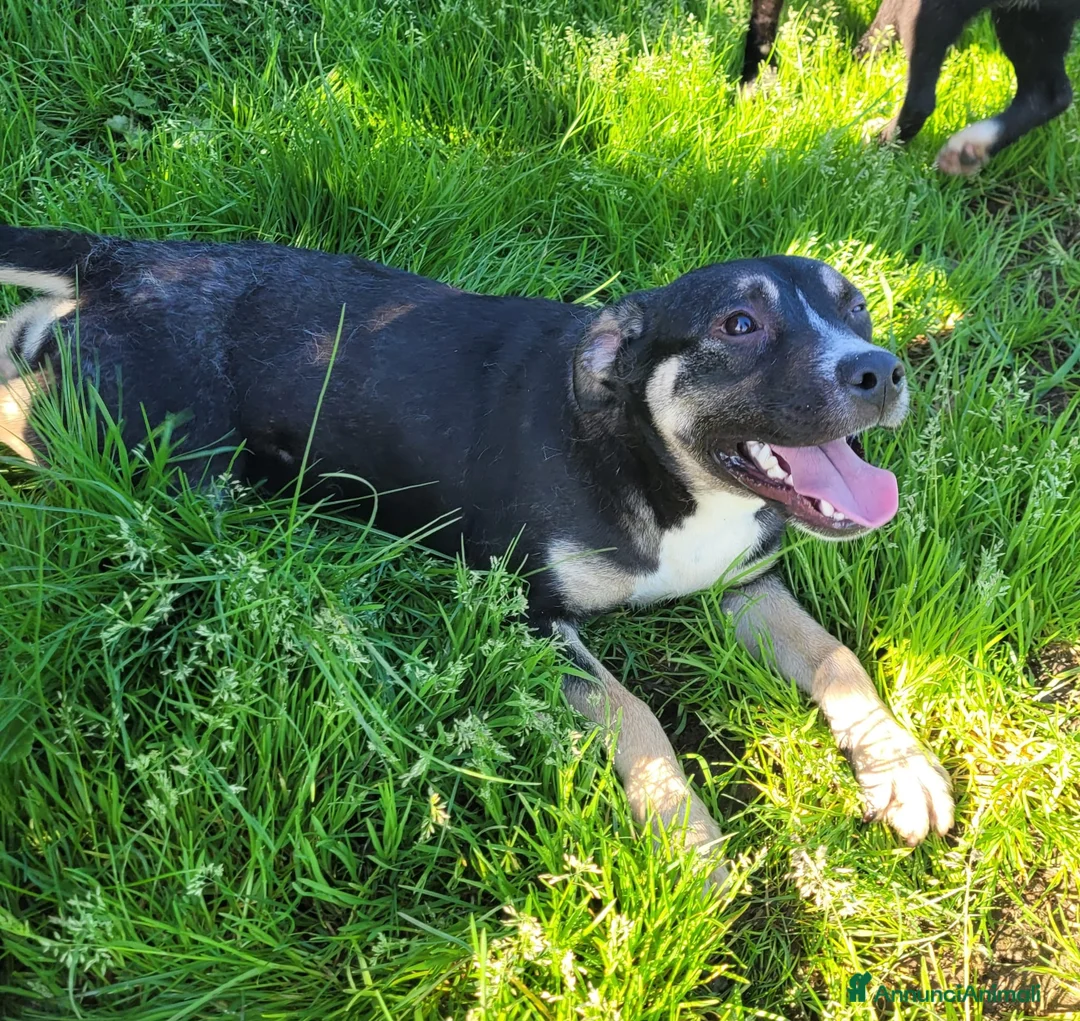 Meticcio cani in regalo: Roxanne-Rebecca-Rita - Annuncio 7