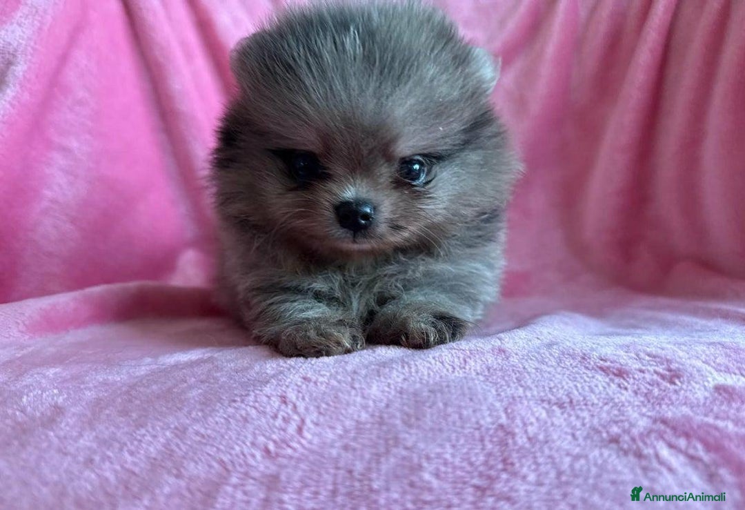 Volpino Pomerania cani in vendita: Adorabili Cuccioli di Pomerania - Annuncio 9